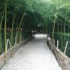 باغ بامبو