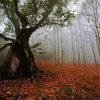 جنگل دالخانی در پاییز