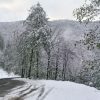 جاده جنگل دالخانی در زمستان